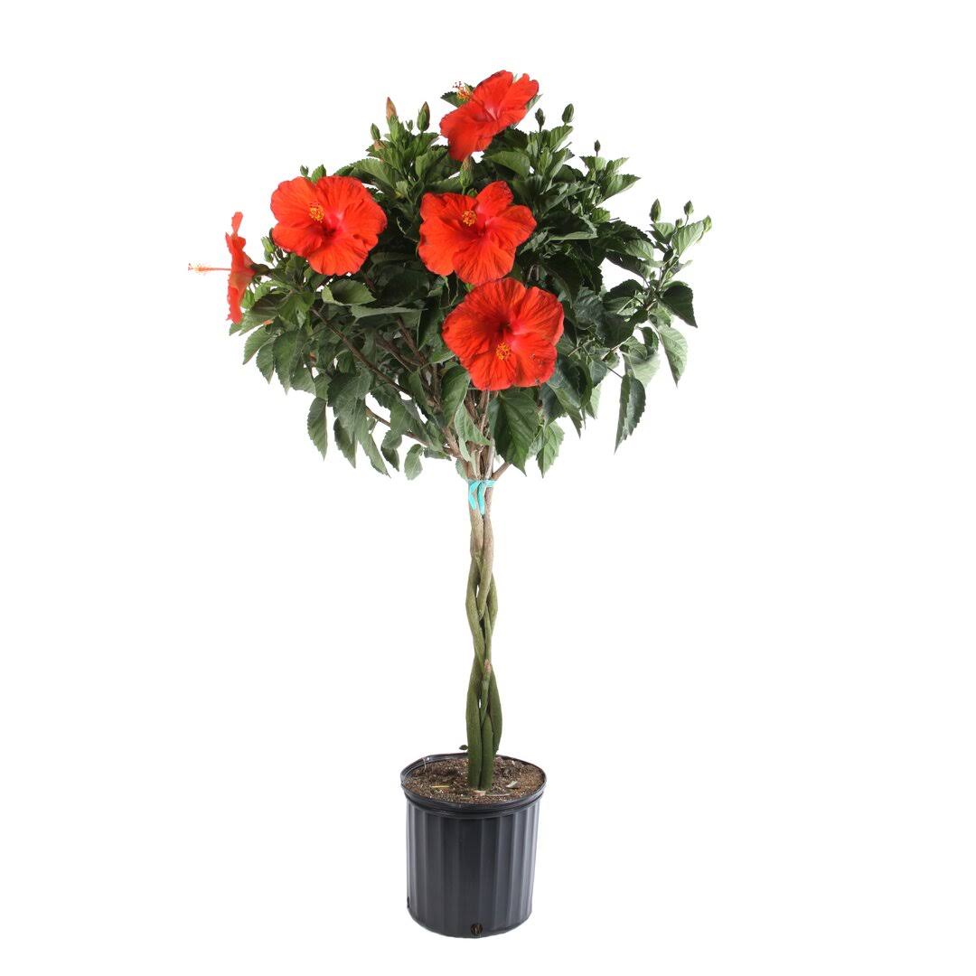 Hibiscus Braid Plant in Plastic Nursery Pot Costa Farms - Product image 1